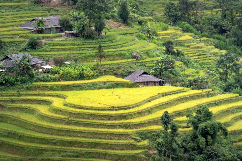 Các loại gạo đang có