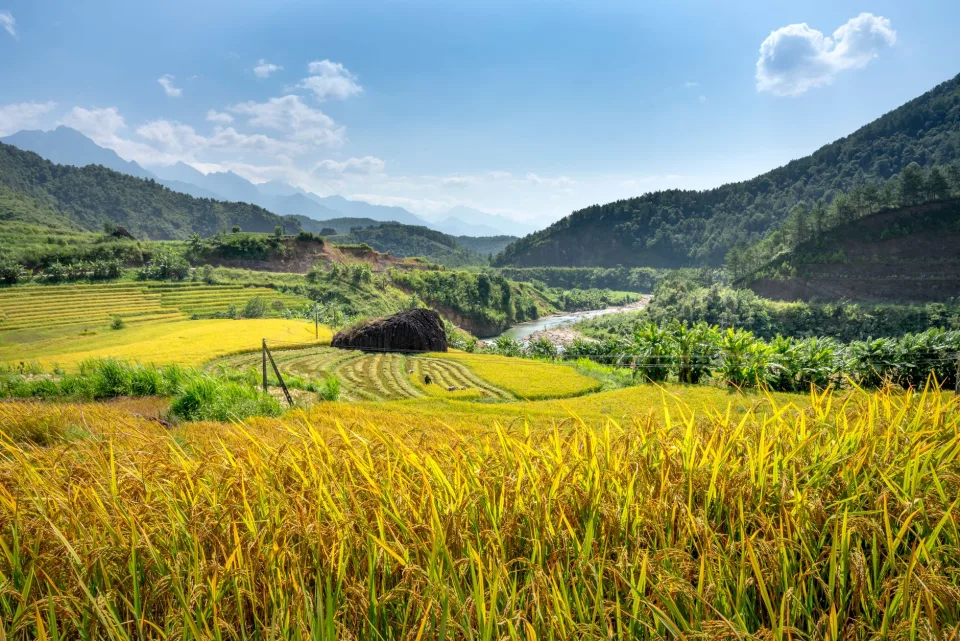 Các loại gạo đang có